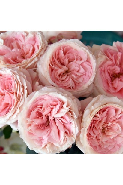 Махрові ніжно-рожеві квіти троянди Брайдал Піано